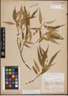 Foto von Salix fragilis L.